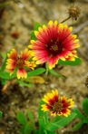 Gaillardia pulchella Foug. var. pulchella