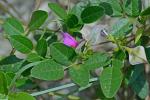 Galactia volubilis (L.) Britt var. volubilis