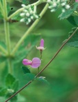 Galactia regularis (L.) B.S.P.