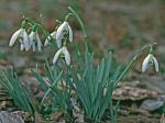 Galanthus nivalis L.