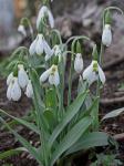 Galanthus nivalis L.