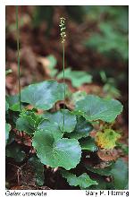 Galax urceolata (Poir.) Brummitt