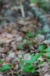 Galax urceolata (Poir.) Brummitt