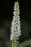 Galax urceolata (Poir.) Brummitt