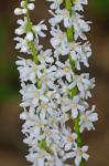 Galax urceolata (Poir.) Brummitt