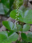 Galax urceolata (Poir.) Brummitt