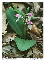 Galearis spectabilis (L.) Raf.