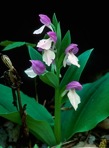 Galearis spectabilis (L.) Raf.
