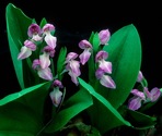 Galearis spectabilis (L.) Raf.