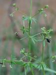 Galium anglicum Hudson