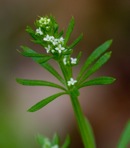 Galium aparine L.