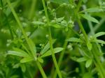 Galium aparine L.