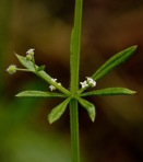 Galium aparine L.