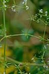 Galium asprellum Michx.