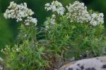 Galium boreale L.