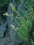 Galium boreale L.