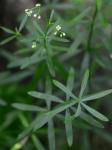 Galium concinnum Torr. & Gray