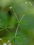 Galium concinnum Torr. & Gray