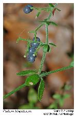 Galium bermudense L.