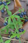 Galium bermudense L.