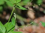 Galium lanceolatum Torr.