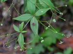 Galium latifolium Michx.