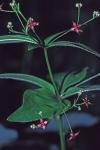 Galium latifolium Michx.