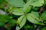 Galium latifolium Michx.