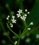 Galium obtusum Bigelow var. obtusum