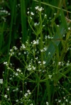 Galium obtusum Bigelow var. obtusum
