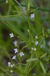 Galium obtusum Bigelow var. obtusum
