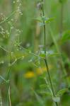 Galium pilosum Ait.