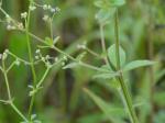 Galium pilosum Ait.