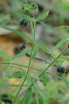 Galium uniflorum Michx.