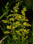 Galium verum L.