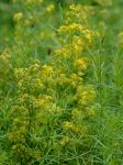Galium verum L.