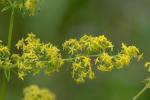 Galium verum L.
