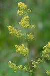 Galium verum L.