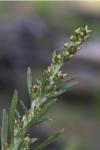 Gamochaeta argyrinea Nesom