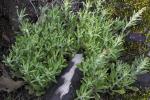 Gamochaeta argyrinea Nesom