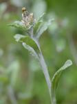Gamochaeta argyrinea Nesom