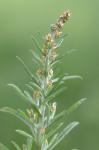 Gamochaeta calviceps (Fern.) Cabrera