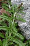 Gamochaeta impatiens Nesom