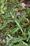Gamochaeta impatiens Nesom