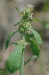 Gamochaeta pensylvanica (Willd.) Cabrera
