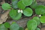 Gaultheria procumbens L.