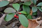 Gaultheria procumbens L.