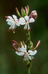 Oenothera gaura W.L. Wagner & Hoch