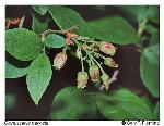 Gaylussacia baccata (Wangenh.) K. Koch