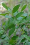 Gaylussacia baccata (Wangenh.) K. Koch
